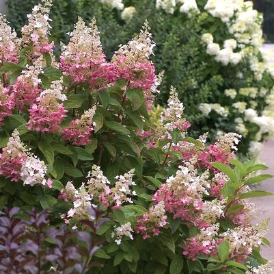 Hydrangea Paniculata Pinky Winky