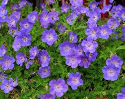 Geranium Gerwat Rozanne