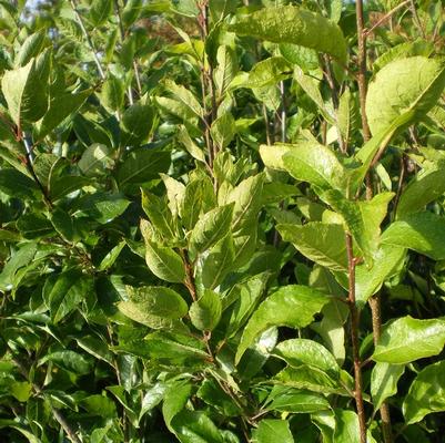 Ilex verticilata 