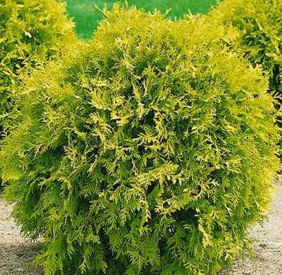 Thuja Occidentalis