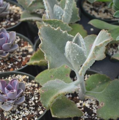 Kalanchoe beharensis Fang