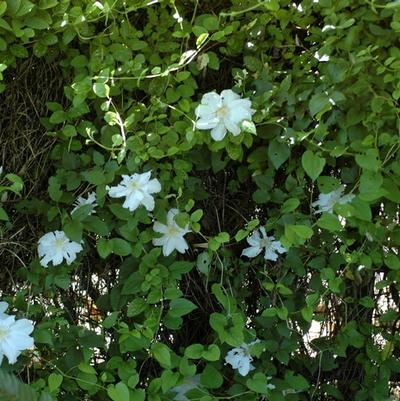 Clematis hybrid Henryi