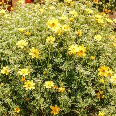 Bidens Ferulifolia 