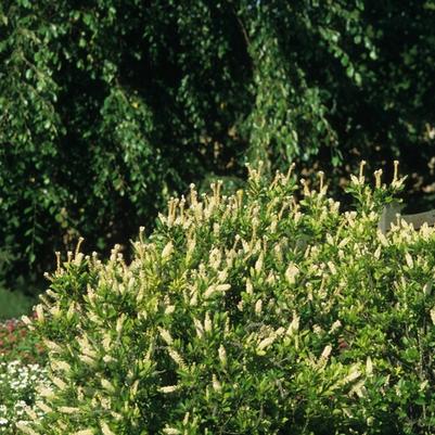 Clethra alnifolia 
