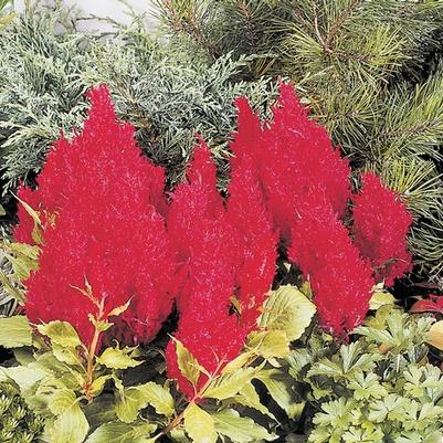 Celosia argentea plumosa Fresh Look Red