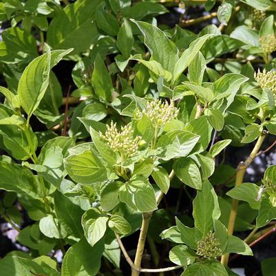 Cornus Alba Buds Yellow