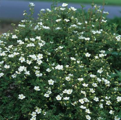 Potentilla Fruticosa Abbotswood