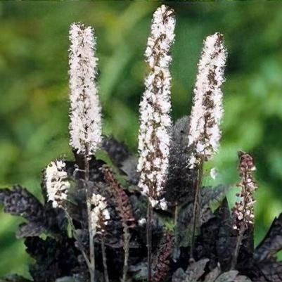 Actaea Simplex Hillside Black Beauty