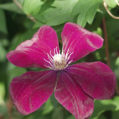 Clematis Rouge Cardinal('Red Cardinal')