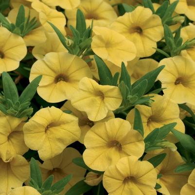 Calibrachoa hybrid Superbells® Yellow