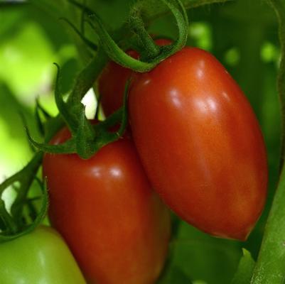 Solanum lycopersicum Heirloom Marriage Marzinera