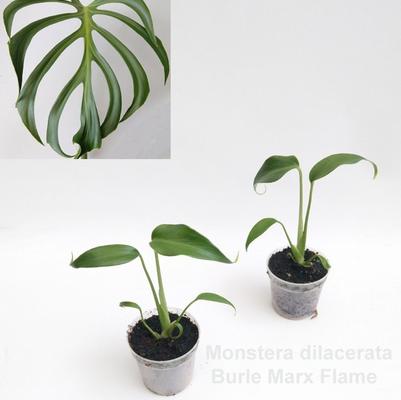 Monstera Burle Marx Flame Rare