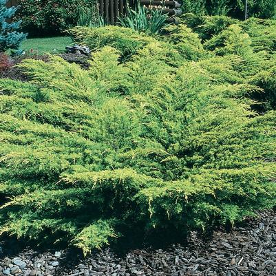 Juniperus x Pfitzeriana Old Gold