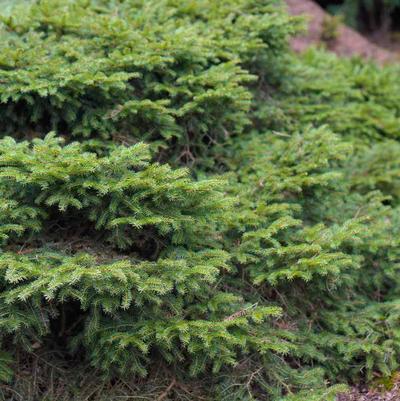 Picea Abies Nidiformis