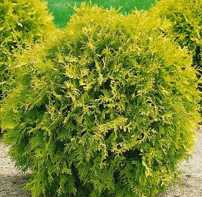 Thuja Occidentalis 