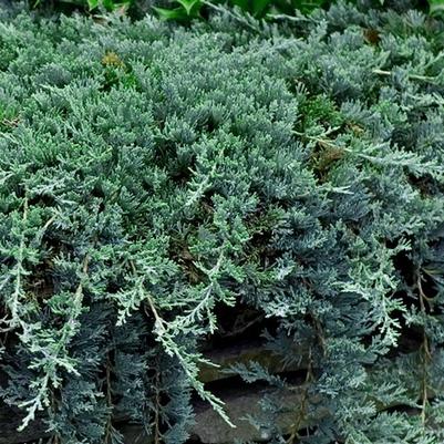 Juniperus Horizontalis Wiltonii Blue Rug