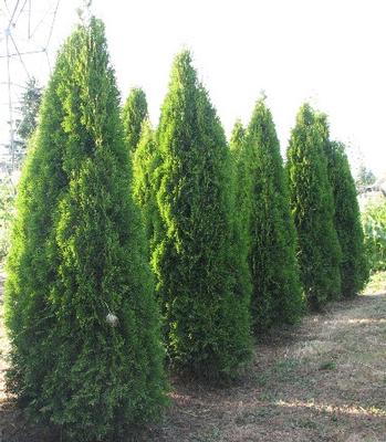 Thuja Occidentalis 