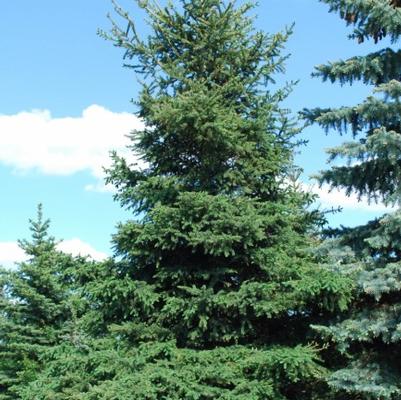 Picea Glauca 