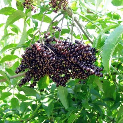 Elderberry 