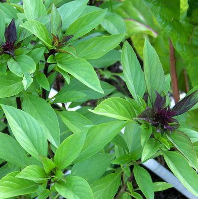 Ocimum Basilicum Var. Thyrsiflora