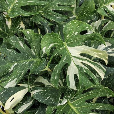 Monstera Deliciosa (Rare)