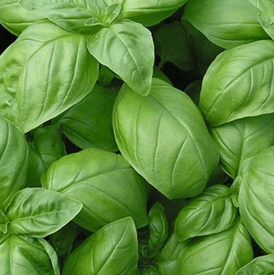 Basil Sweet