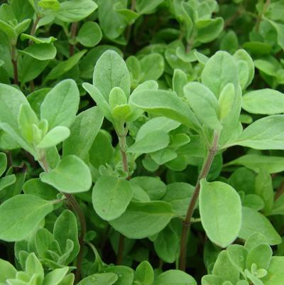 Marjoram Sweet