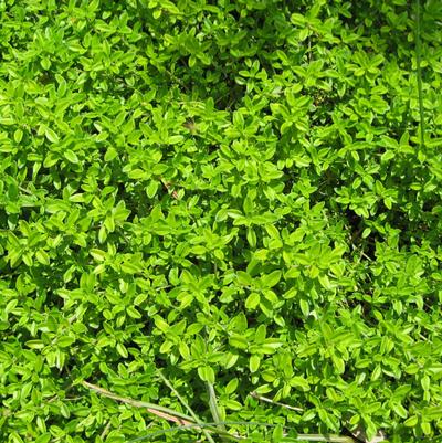 Thyme