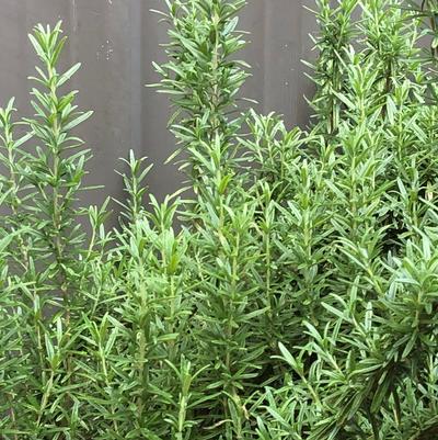 Rosemary