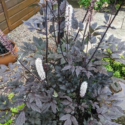 Actaea Racemosa