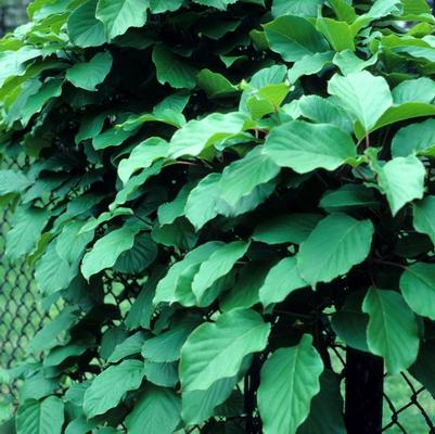 Actinidia Kolomikta