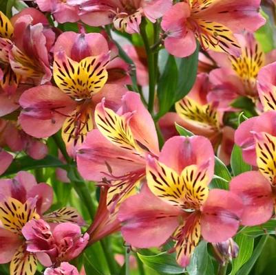 Alstroemeria Avrille