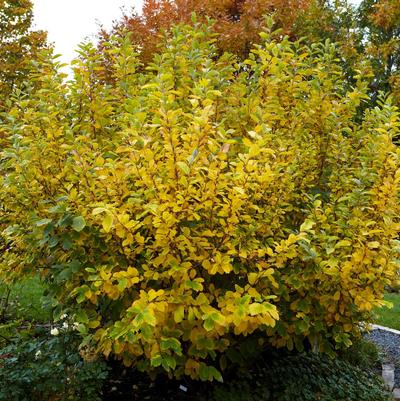 Hamamelis Virginia 