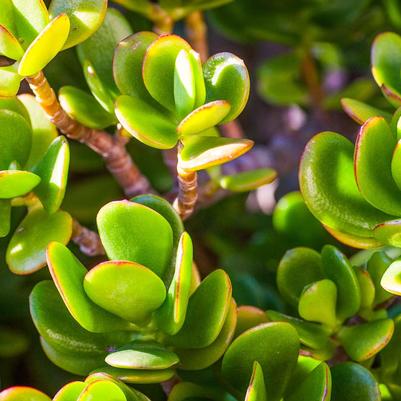 Crassula Ovata 