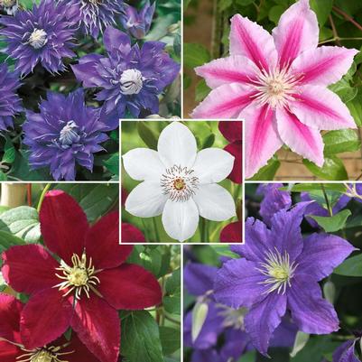 Clematis 