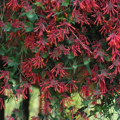 Lonicera Sempervirens Major Wheeler