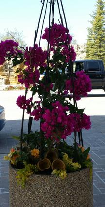 Bougainvillaea Planter