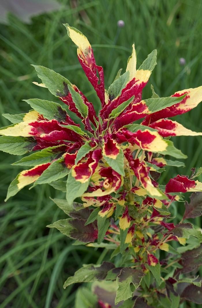 Amaranthus tricolor 