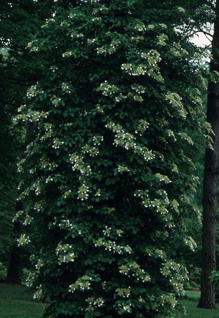 Hydrangea anomala subsp. petiolaris 