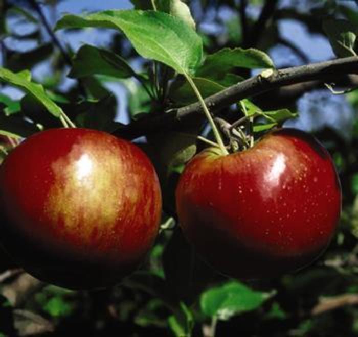 Malus Cortland Fruit 