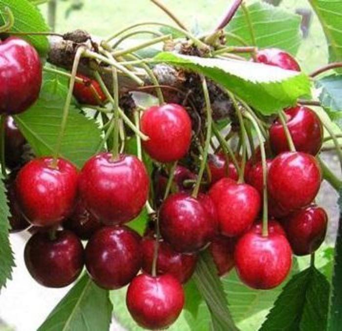 Cherry Van fruit 