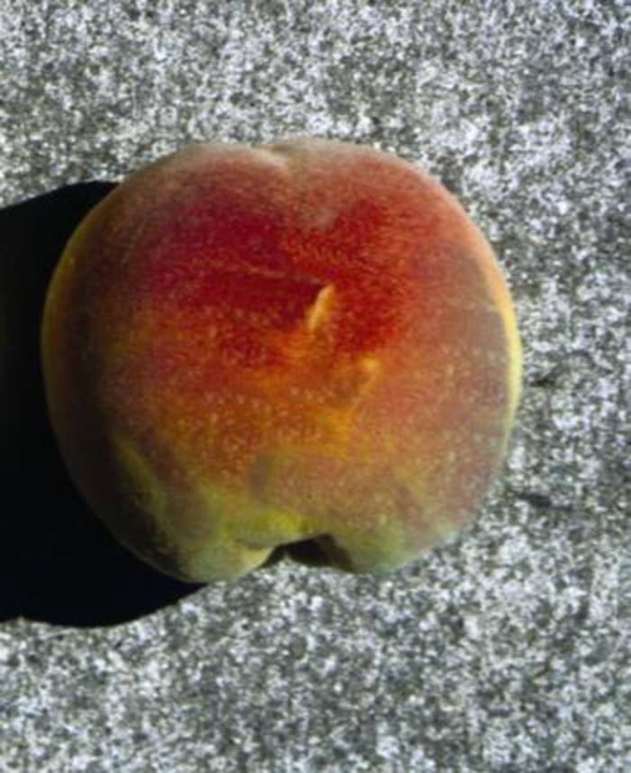 Prunus Persica Reliance Fruit