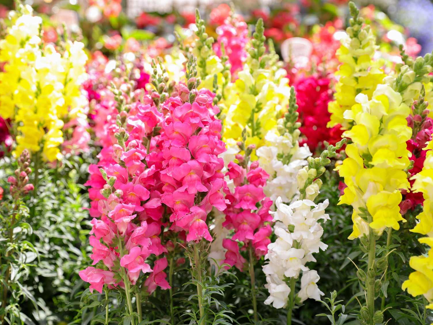 Antirrhinum 