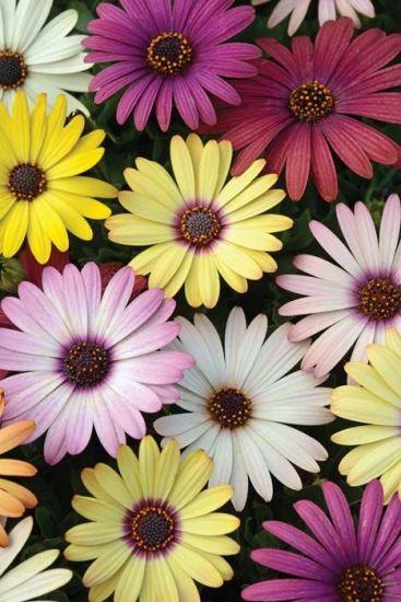 Osteospermum - African Daisy from Scotts Garden Centre