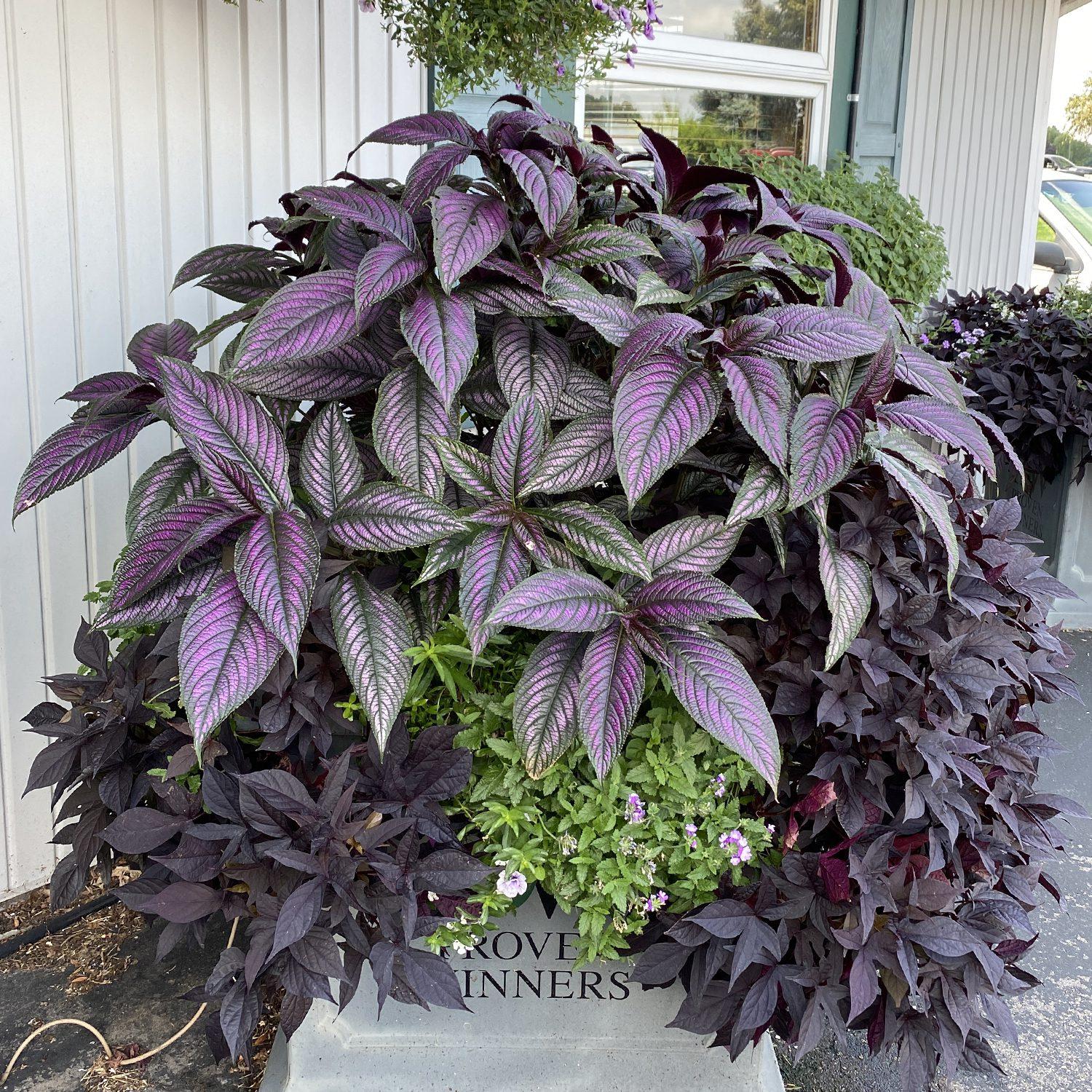 Strobilanthes Dyerianus 