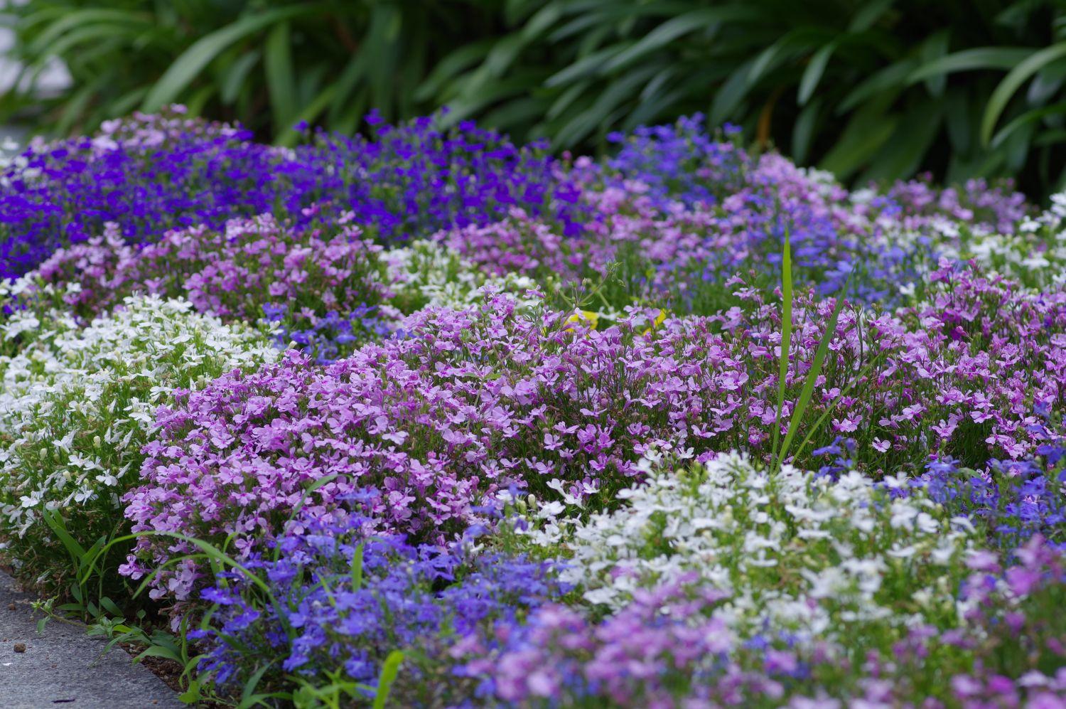 Lobelia Erinus - from Scotts Garden Centre