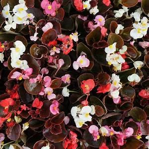 Begonia Bada - Wax Begonia from Scotts Garden Centre