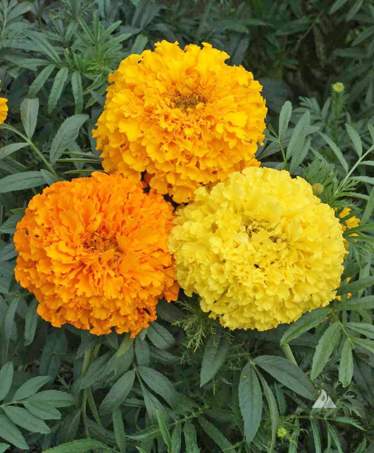 Tagetes Erecta 