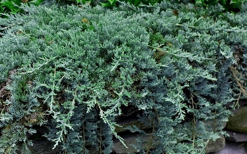 Juniperus Horizontalis Wiltonii Blue Rug