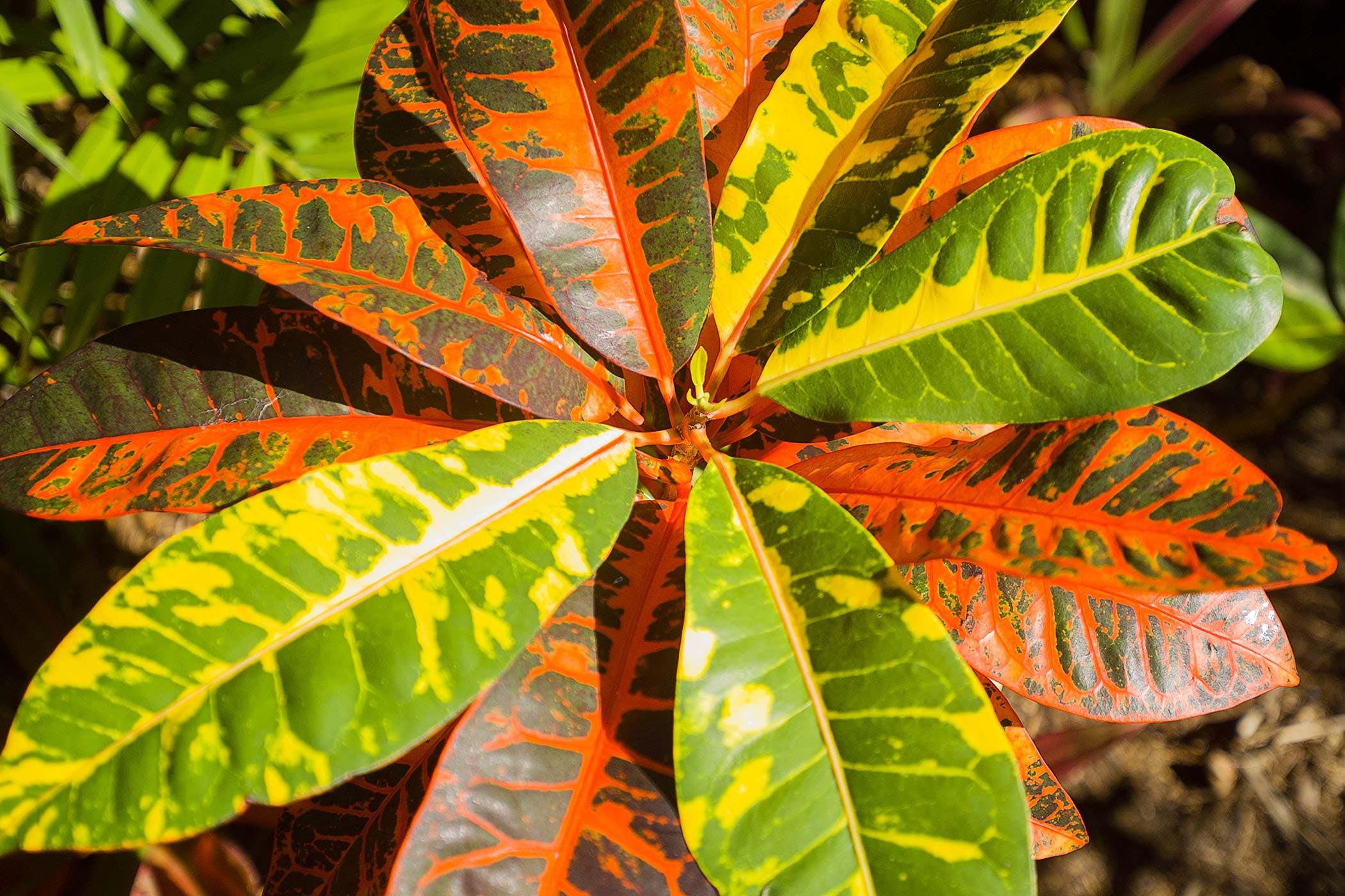 Codiaeum Variegatum - Croton from Scotts Garden Centre